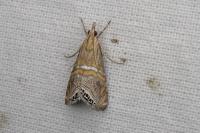 Euchromius bella