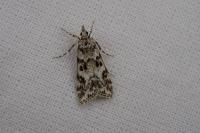 Eudonia delunella