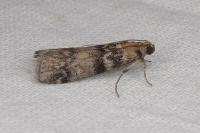 Euzophera pinguis