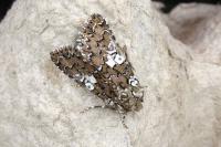 Hadena albimacula