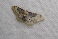 Idaea filicata