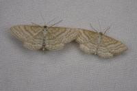 Idaea macilentaria