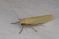 Indalia pygmaeola pallifrons