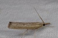 Pediasia contaminella