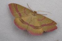 Rhodostrophia calabra