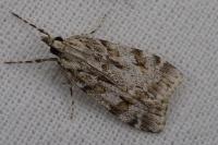 Scoparia pyralella