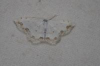 Scopula ornata