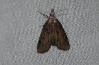 Aphomia sociella