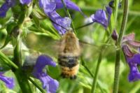 Hemaris tityus