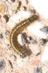 Malacosoma neustria