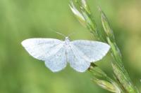 Asthena albulata