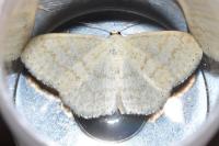Scopula floslactata