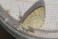 Euchoeca nebulata