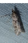 Eudonia angustea