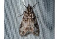 Eudonia delunella