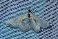 Cilix glaucata/hispanica