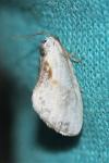 Cilix glaucata/hispanica