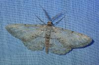 Hypomecis punctinalis
