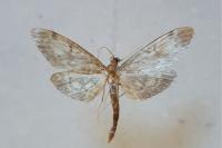 Anania lancealis