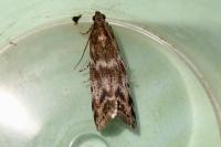 Assara terebrella
