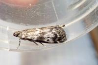 Assara terebrella