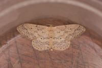 Idaea seriata