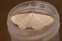 Scopula floslactata