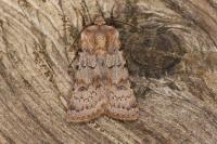 Agrotis cinerea