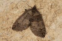 Hydriomena impluviata impluviata