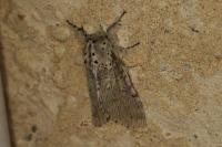 Cerura vinula