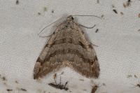 Aplocera plagiata