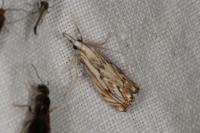 Catoptria falsella