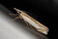 Crambus pascuella