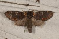 Notodonta dromedarius