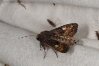 Euplexia lucipara