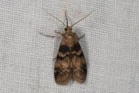 Euzophera pinguis