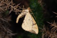 Gandaritis pyraliata