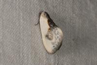 Cilix glaucata