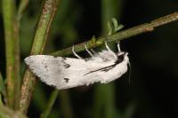 Acronicta leporina