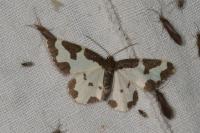 Lomaspilis marginata