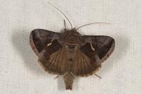 Macdunnoughia confusa