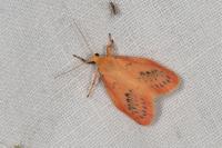 Miltochrista miniata