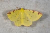 Opisthograptis luteolata