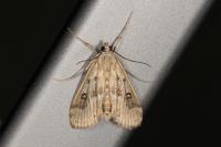 Parapoynx stratiotata