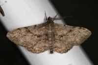 Peribatodes rhomboidaria rhomboidaria