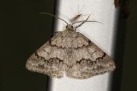 Pseudoterpna coronillaria