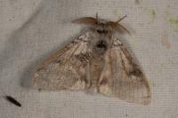Calliteara pudibunda