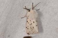 Spilosoma lubricipeda