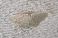 Idaea subsericeata