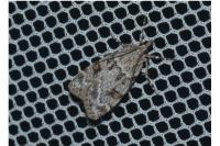 Scoparia ambigualis